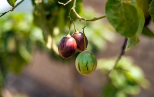 르완다 Tree Tomato(나무 토마토) – 작은 씨앗으로 사람들의 삶을 변화시키는 이야기